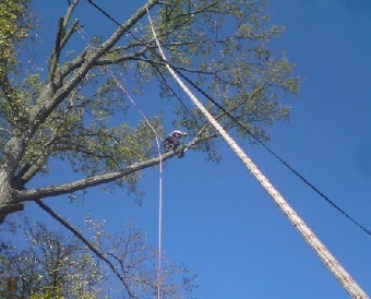 Tree surgery works